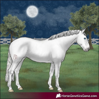Horse Color:Gray Silver Amber Cream Champagne Roan Dun Splash Tobiano Frame Varnish Rabicano 
