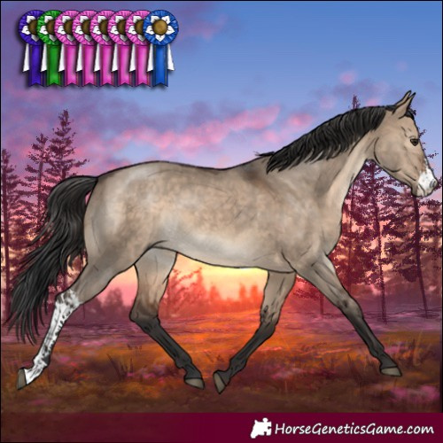 Horse Color:Brown Dun Sabino 