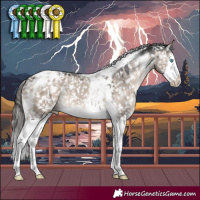Horse Color:Brown Dun Mushroom Splash Tobiano Appaloosa 