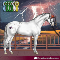 Horse Color:Brown Dun Mushroom Splash Tobiano Appaloosa