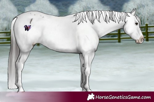 Horse Color:Brown Mushroom Splash Tobiano Appaloosa 