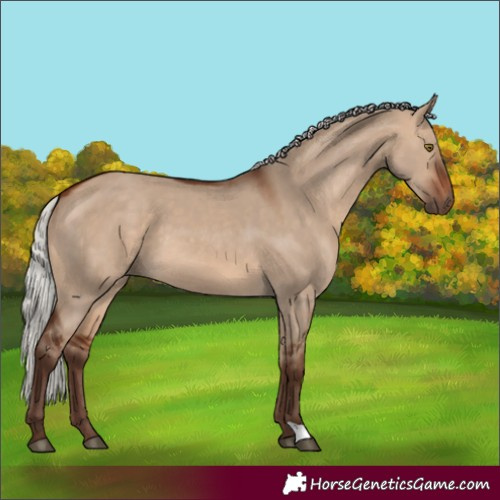 Horse Color:Silver Brown Dun 