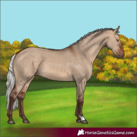 Horse Color:Silver Brown Dun 