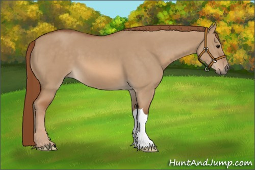 Horse Color:Red Dun 