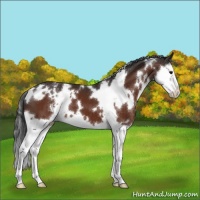 Horse Color:White Spotted Bay Splash Appaloosa