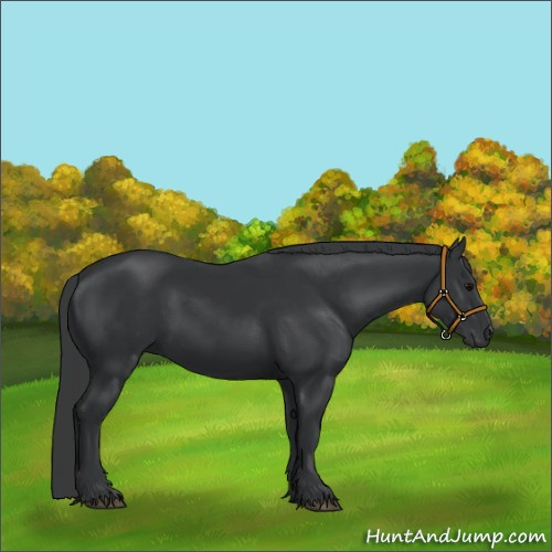 Horse Color:Black 