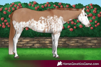 Horse Color:Red Dun Splash  and Red Dun Splash 
