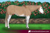 Horse Color:Red Dun Splash  and Gray Red Dun Splash 