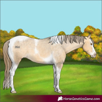 Horse Color:Buckskin Dun Splash Tobiano Appaloosa 