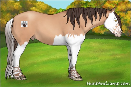 Horse Color:Amber Champagne Splash