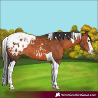 Horse Color:Brown Splash Tobiano Appaloosa 
