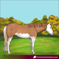Horse Color:Chestnut Splash