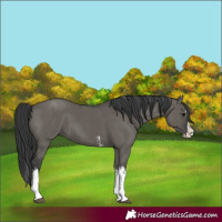 Horse Color:Grullo Sabino Splash  and Grullo Sabino Splash 