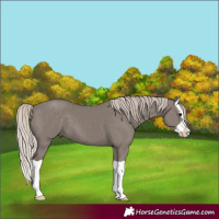 Horse Color:Silver Grullo Splash