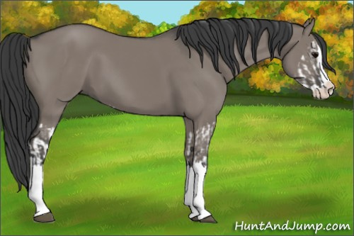 Horse Color:Grullo Sabino Splash  and Grullo Sabino Splash 