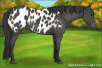 Horse Color:Black Sabino Appaloosa 