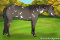Horse Color:White Spotted Smoky Grullo 