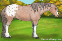 Horse Color:Bay Appaloosa 