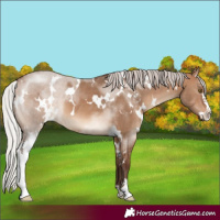 Horse Color:White Spotted Silver Brown Dun Sabino 