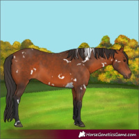 Horse Color:White Spotted Bay Sabino 