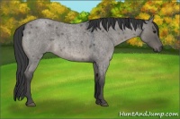 Horse Color:Grullo Roan 