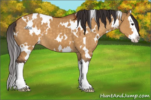 Horse Color:White Spotted Buckskin Dun Splash 