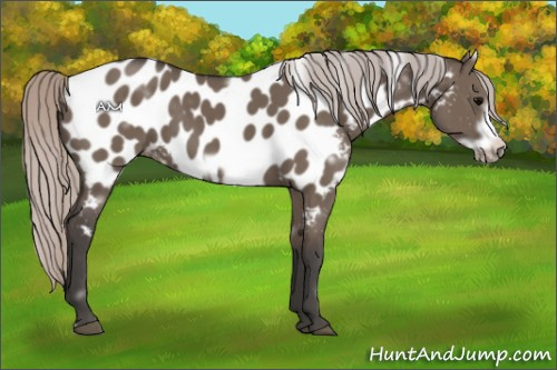 Horse Color:White Spotted Silver Grullo Frame Appaloosa 