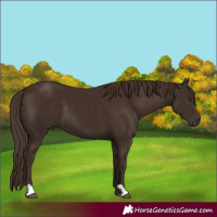 Horse Color:Liver Chestnut 