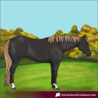 Horse Color:Liver Chestnut 