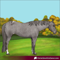 Horse Color:Liver Chestnut Sabino Varnish 