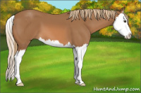 Horse Color:Chestnut Sabino Splash 