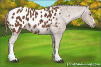 Horse Color:Chestnut Appaloosa 