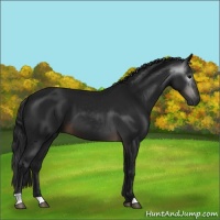 Horse Color:Gray Brown 