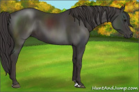 Horse Color:Smoky Black Sabino 