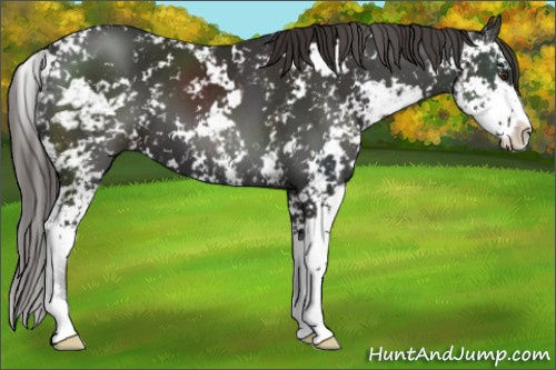 Horse Color:Liver Chestnut Sabino 
