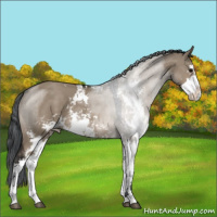Horse Color:Brown Dun Sabino 