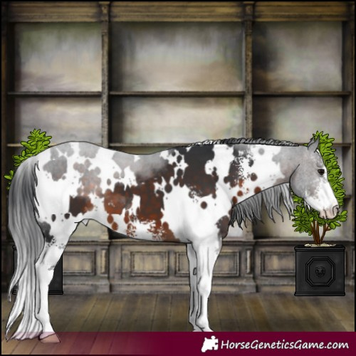 Horse Color:White Spotted Brown Sabino 