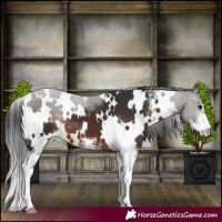 Horse Color:White Spotted Brown Sabino