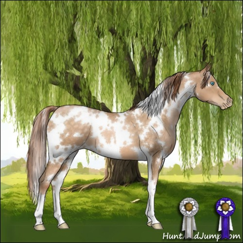 Horse Color:White Spotted Buckskin Pearl 