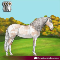 Horse Color:White Spotted Silver Sable Champagne Dun Sabino Rabicano