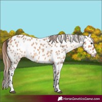 Horse Color:Bay Dun Near Leopard 