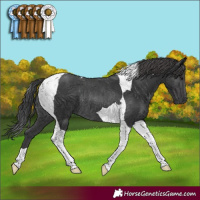 Horse Color:Black Tobiano Rabicano 