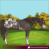 Horse Color:Liver Chestnut Sabino Splash Appaloosa  and Liver Chestnut Sabino Splash Appaloosa 