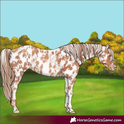 Horse Color:Gold Champagne Near Leopard  and White Spotted Gold Champagne Near Leopard 