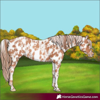 Horse Color:Gold Champagne Near Leopard and White Spotted Gold Champagne Near Leopard