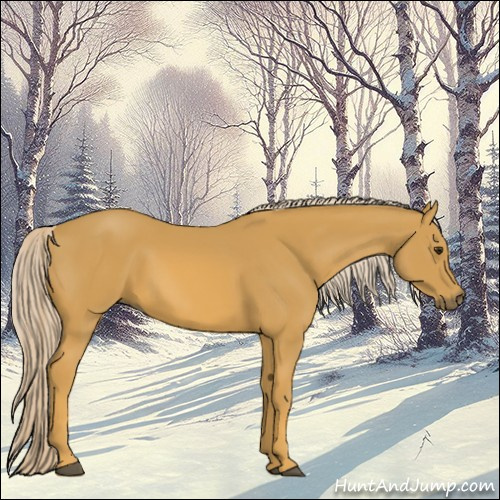 Horse Color:Palomino 