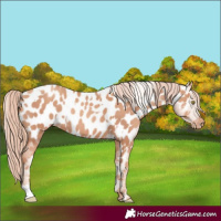 Horse Color:Gold Champagne Appaloosa and Gold Champagne Appaloosa
