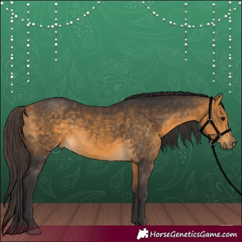 Horse Color:Buckskin 