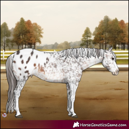 Horse Color:White Spotted Brown Blanket