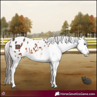 Horse Color:White Spotted Brown Appaloosa 